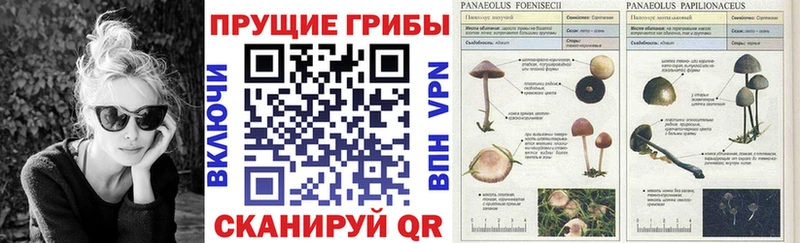 Псилоцибиновые грибы Cubensis  Купить где  Новокузнецк 